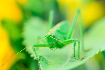 grasshoppers green
