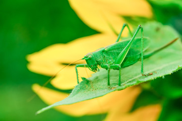 grasshoppers green
