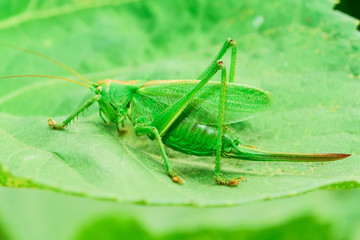 Fototapeta premium grasshoppers green