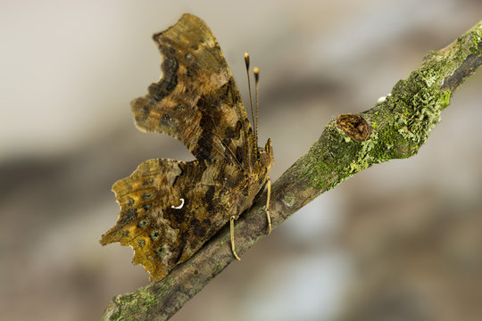 Faltered Image C-Falter - Images et vidéos libres de droits | Adobe Stock