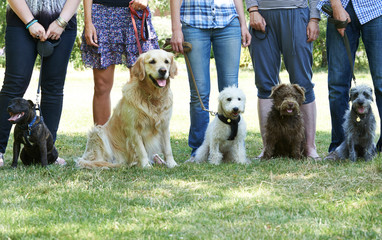 Group Of Dogs With Owners At Obedience Class - Powered by Adobe