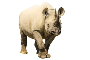 Photo sur Plexiglas Rhinocéros Rhinocéros blanc