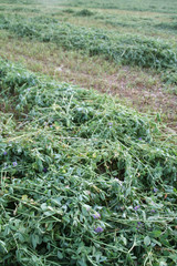 erba medica falciata su campo