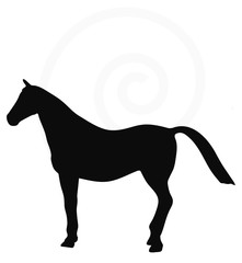 horse silhouette isolated on white