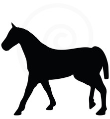 horse silhouette isolated on white