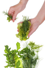 Naklejka na ściany i meble Crop of green vegetable herbs