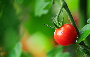 オーガニック　有機栽培　ミニトマト　プチトマト　Organic red tomato, Cherry tomato