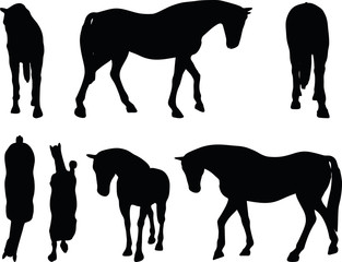 Fototapeta premium horse silhouette in walking head down
