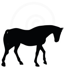 horse silhouette in walking head down