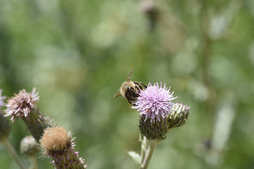 ape api ape su fiore insetto insetti miele