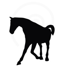 horse silhouette in looking good pose