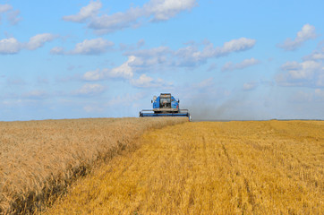 Obraz premium harvester while harvesting wheat summer