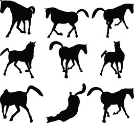 horse silhouette in looking good pose