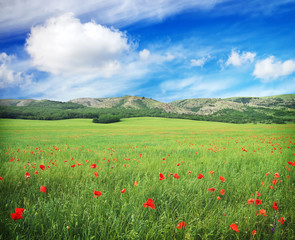 Green meadow with flowers and cloudy blue sky in mountain. 