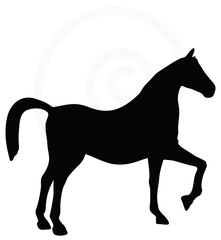 horse silhouette isolated on white