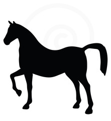 horse silhouette isolated on white