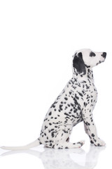 Dalmatiner Welpe seitlich sitzend auf wei&szlig;