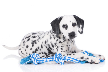 Cute dalmatian with chew toy