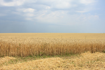 Gold wheat field and blue sky in cloudy weather