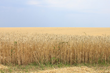 Gold wheat field and blue sky in cloudy weather