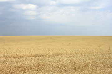Gold wheat field and blue sky in cloudy weather