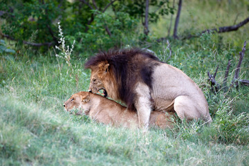 Löwen