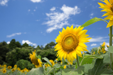 ひまわり（向日葵）