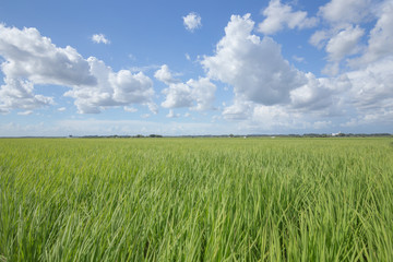 青空と雲と水田