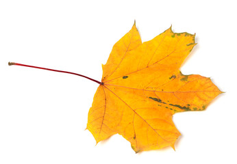 Yellow autumn maple-leaf