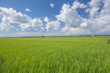Obraz premium 青空と雲と水田