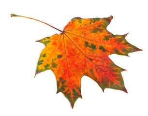 Multicolor autumn maple-leaf
