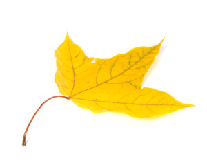 Autumn yellow leaf