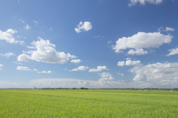 Obraz premium 青空と雲と水田