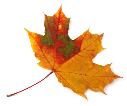 Multicolor autumn maple-leaf on white background