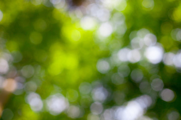 Blurred abstract tree bokeh.