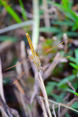 Resting red dragonfly (soft fogus)