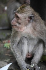 Close up of a monkey in the Ubud Sacred Forest of Bali, Indonesia