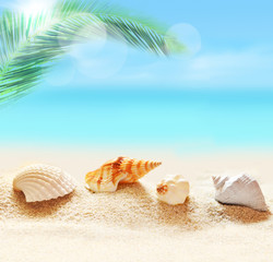 Fototapeta na wymiar Sea shells on the summer beach