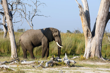 Obraz na płótnie Canvas Elefantenbulle
