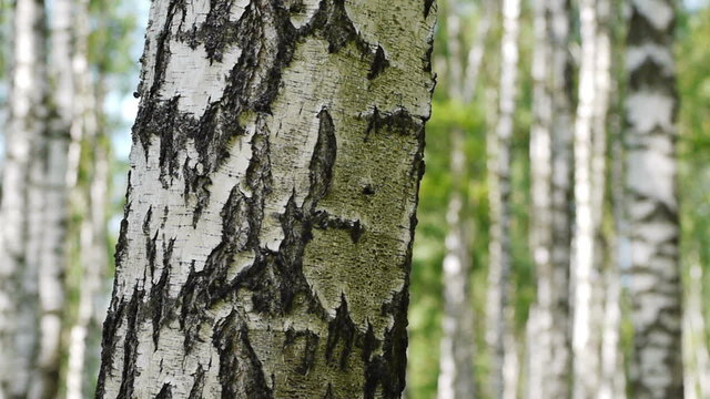 Slider shot of trunks of birch trees in summer forest

