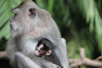 Baby monkey with its mother in the Monkey Forest in Ubud, Indonesia