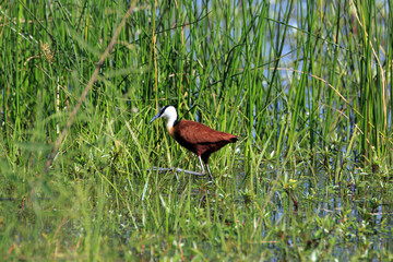 Jacana