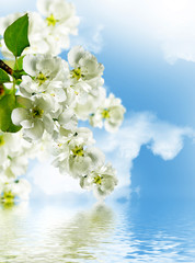 Naklejki  Gałąź kwitnących wiśni na tle błękitnego nieba z chmurami