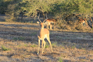 Springbok