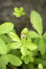 
Weberknecht / Nahaufnahme einer Spinne, Weberknecht 
