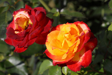Yellow-red rose