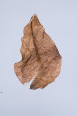 Dry leaves on the white background.