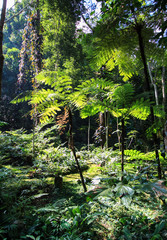 Fern garden