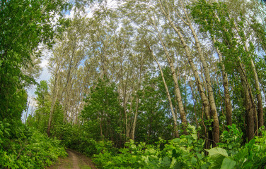aspen trees forest background green forest landscape