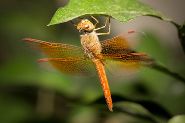 The dragonfly